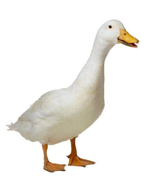 国产鸭子图片在线播放,在线图片鉴赏之旅