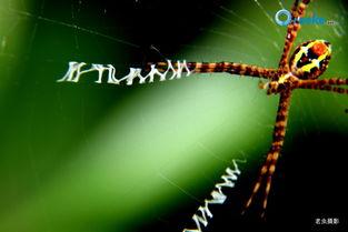 国产蜘蛛在线播放,在线播放热潮下的视觉盛宴