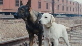 国产與狗在线,与狗在线见证国产影视的辉煌时刻