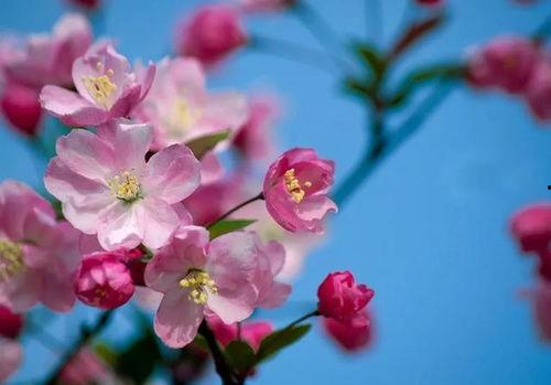 海棠哥国产在线,海棠哥国产在线，引领潮流的青春偶像